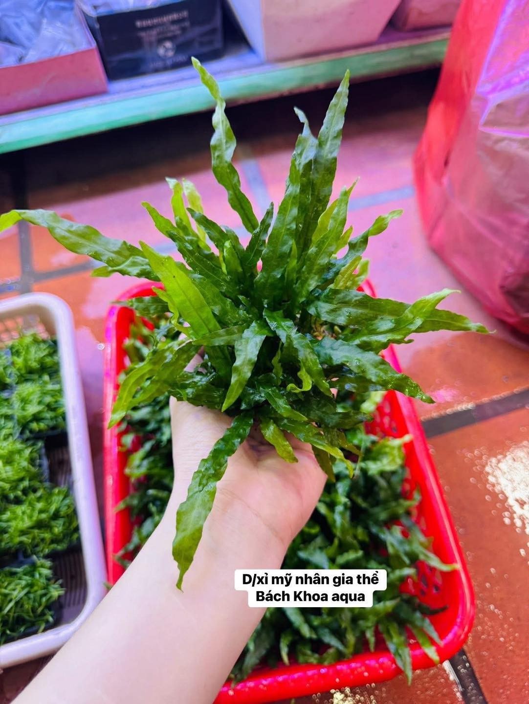 Dương xỉ Mỹ Nhân gắn sẵn giá thể napad siêu khỏe